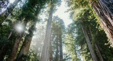 foret